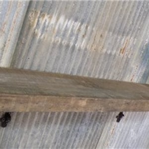 Estante flotante, Chimenea de madera de pino macizo 2x10 Repisa, Viga rústica de montaje en pared A3 Estante flotante rústico, Estante de pino, Estante flotante de granja