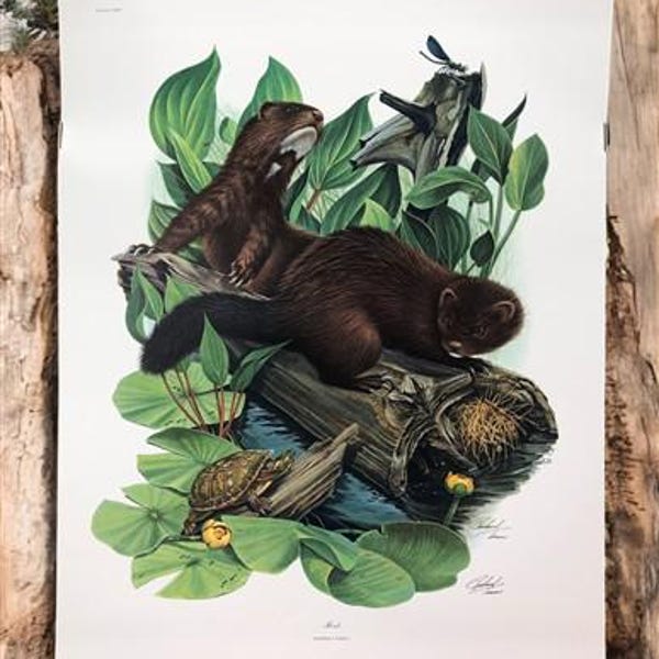 Richard Timm, Mink, Signed Print, 28x22 Wade Collection, Plate 22