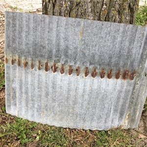 May include: A piece of weathered, corrugated metal with a row of rusty rivets. The metal is gray with vertical ridges and is positioned against a tree trunk and grass.