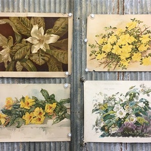 4 Floral Art Prints, Magnolias, Alamandar, Liserons, Bruyere, Vintage Wall Art