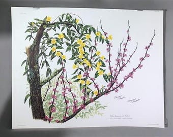 Maryrose Wampler, Jessamine y Redbud, Impresión firmada, Arte mural de 28 x 22, Lámina 14
