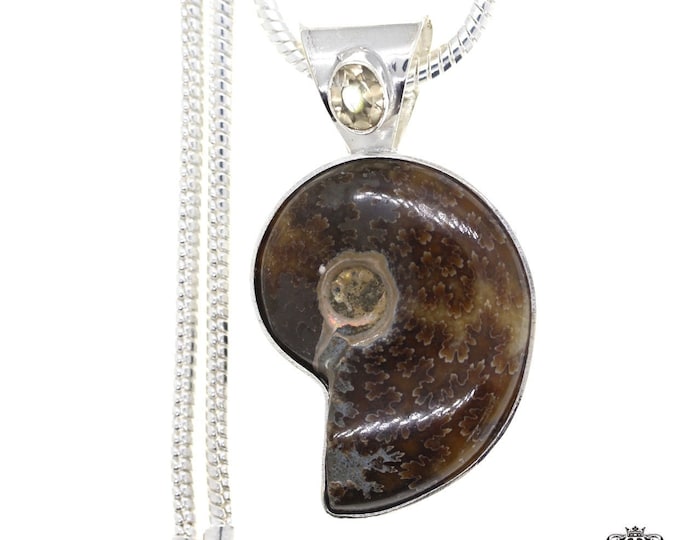 PLACENTICERAS Meeki AMMONITE Fossil Sterling Silver Pendant & FREE 3MM Italian 925 Sterling Silver Chain A63