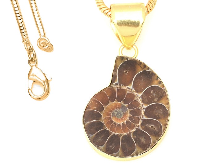 Ammonite Fossil Pendant Necklaces & FREE 3MM Italian 925 Sterling Silver Chain GPH676