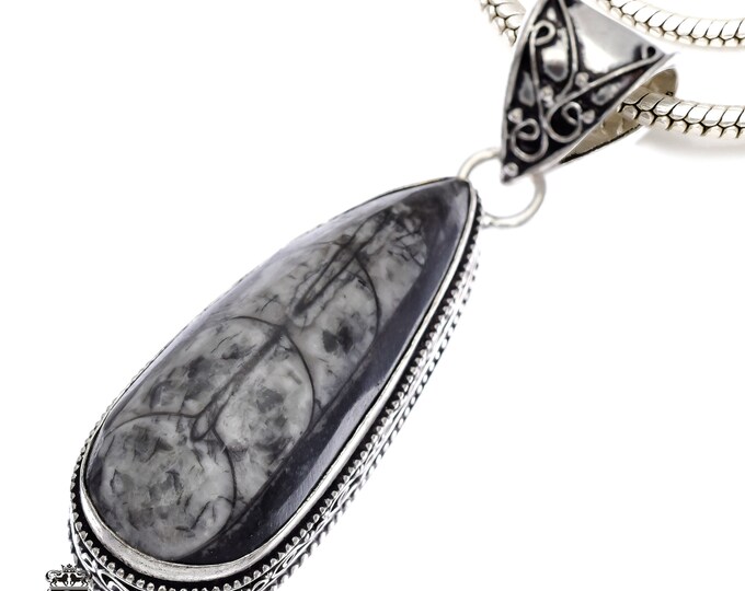 ORTHOCERAS FOSSIL Pendant & FREE 3MM Italian 925 Sterling Silver Chain V538