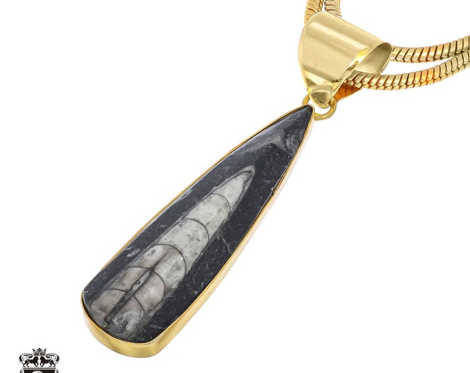 Orthoceras Fossil Pendant Necklaces & FREE 3MM Italian 925 Sterling Silver Chain GPH811