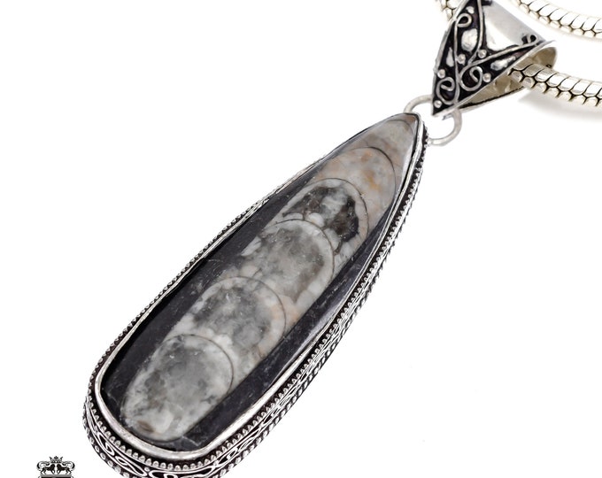 ORTHOCERAS FOSSIL Pendant & FREE 3MM Italian 925 Sterling Silver Chain V539