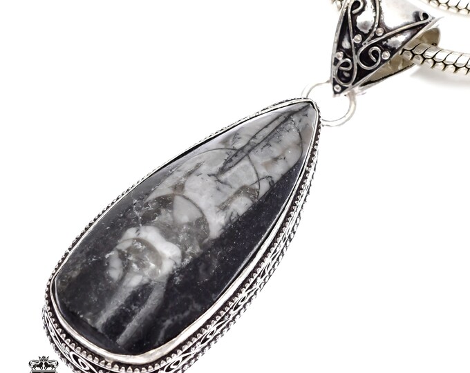 ORTHOCERAS FOSSIL Pendant & FREE 3MM Italian 925 Sterling Silver Chain V537