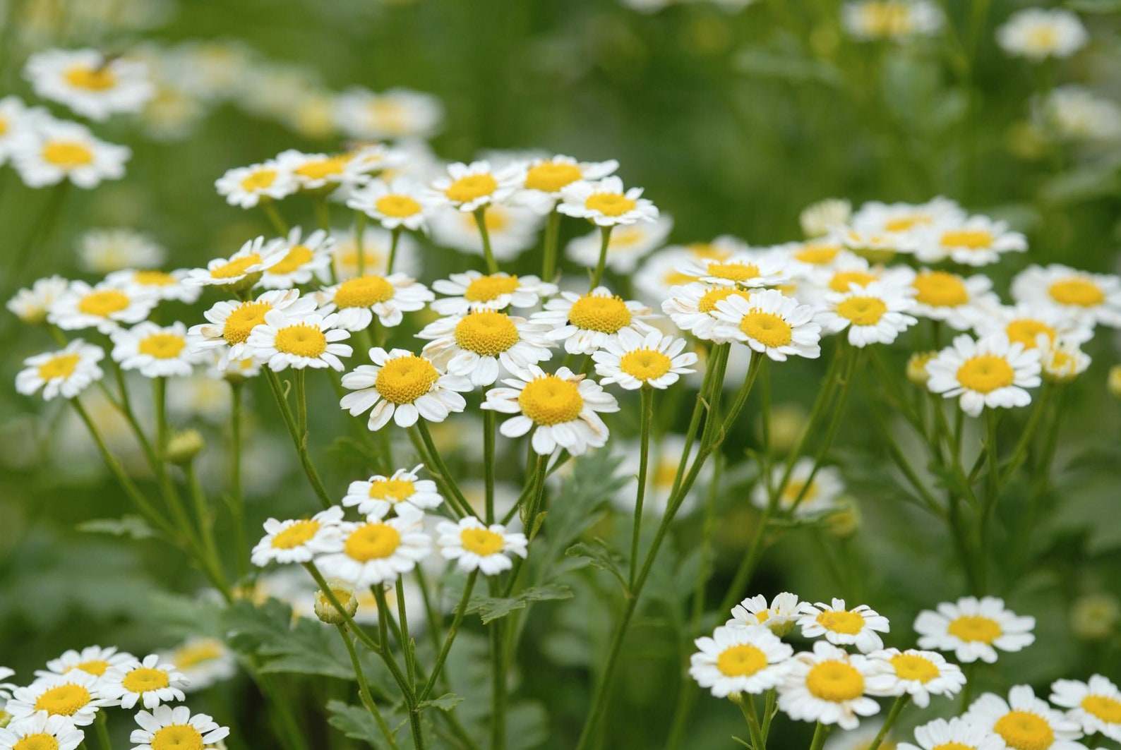 Feverfew Tanacetum parthenium chamomile lookalike Etsy Feverfew Tanacetum parthenium chamomile lookalike Etsy