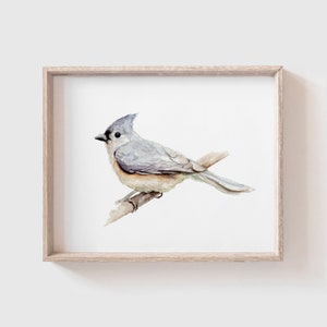 Tufted Titmouse Art Print - Gray Bird - Chickadee - Bird Painting - Watercolor Art - Home Decor Painting - Watercolor Painting - songbird