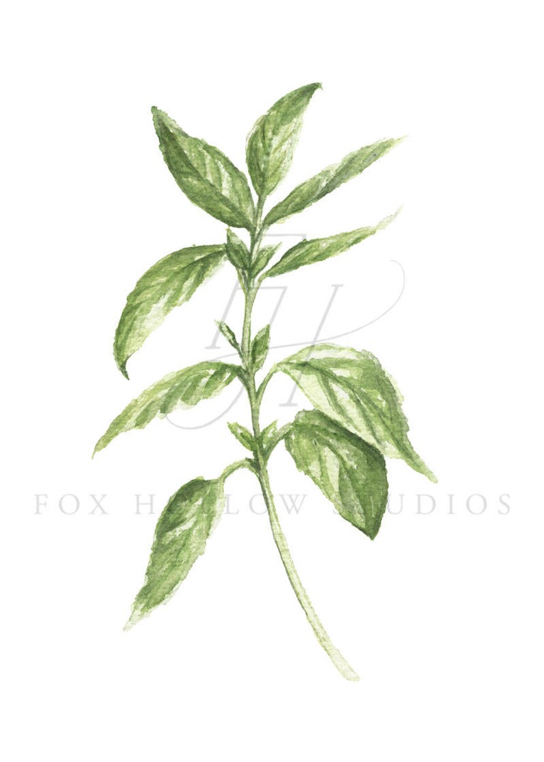 Basil Art Print basil painting herb painting basil Etsy