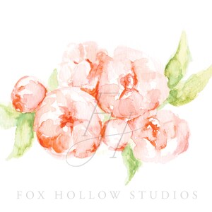May include: Watercolor painting of a cluster of coral-colored peonies with green leaves. The flowers are in full bloom, with soft, blended edges. The text "FOX HOLLOW STUDIOS" is at the bottom.