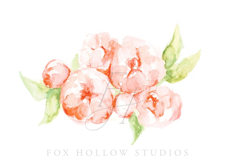 May include: Watercolor painting of a cluster of coral-colored peonies with green leaves. The flowers are in full bloom, with soft, blended edges. The text "FOX HOLLOW STUDIOS" is at the bottom.