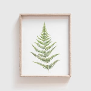 Fern No 2 Art Print - Fern painting - Fern - Fern watercolor - home decor - watercolor painting - greenery - fern art - fern leaf - leaf