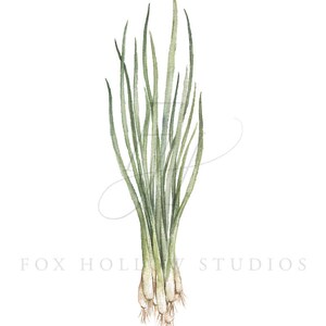 May include: A bunch of green scallions with white roots. The scallions are tied together at the base.