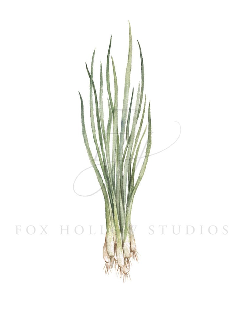 May include: A bunch of green scallions with white roots. The scallions are tied together at the base.