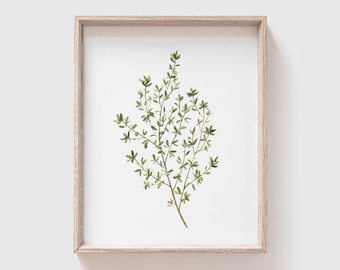 Thyme Art Print - painting - herb painting - watercolor - home decor painting - thyme - kitchen art - dining room art - food art - herbs
