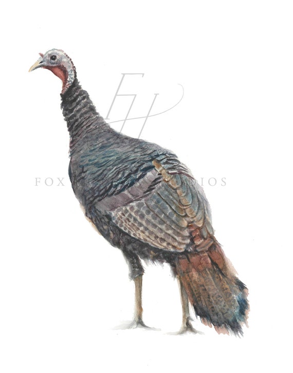 Turkey Art Print Animal Painting Thanksgiving Painting - Etsy Turkey Art Print Animal Painting Thanksgiving Painting - Etsy