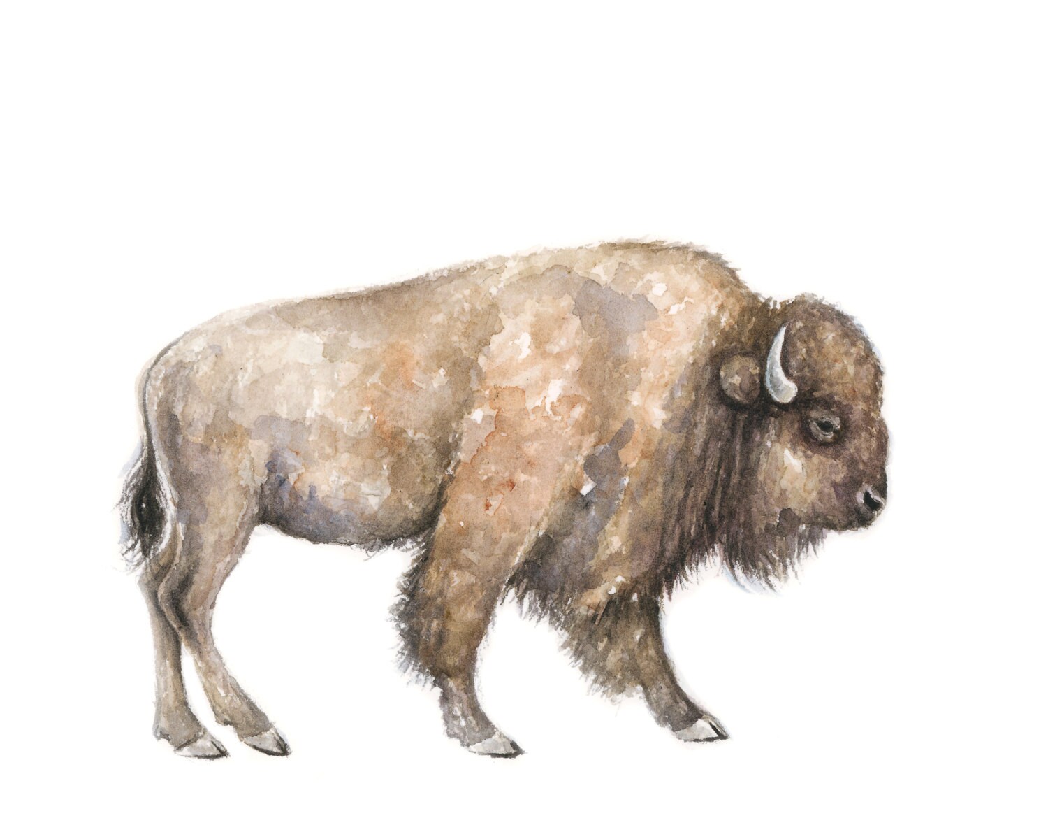 Buffalo Art Print buffalo Painting Southwestern Painting