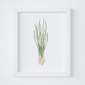 May include: A white frame with a watercolor illustration of a bunch of green scallions with white roots.