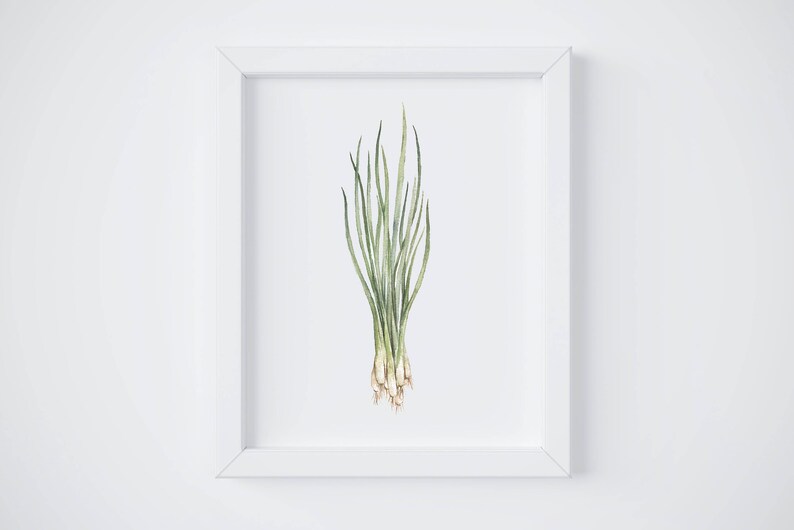 May include: A white frame with a watercolor illustration of a bunch of green scallions with white roots.