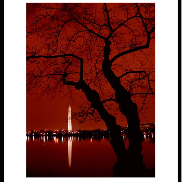 Cherry Tree, Tidal Basin, Washington, DC.