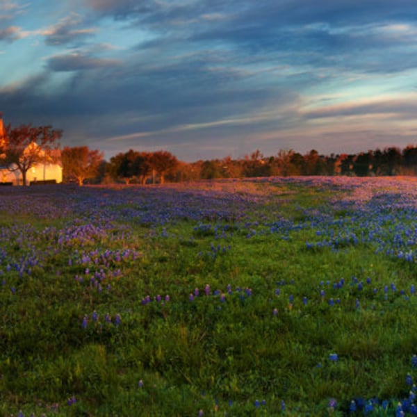 Panoramic Photo: White Wedding Chapel & Texas Bluebonnets at Dawn in Whitehall