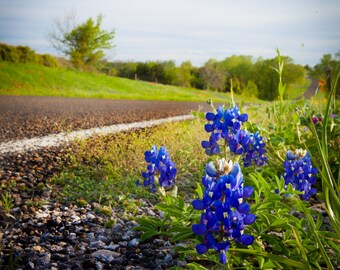 Texas Bluebonnets Along a Highway
