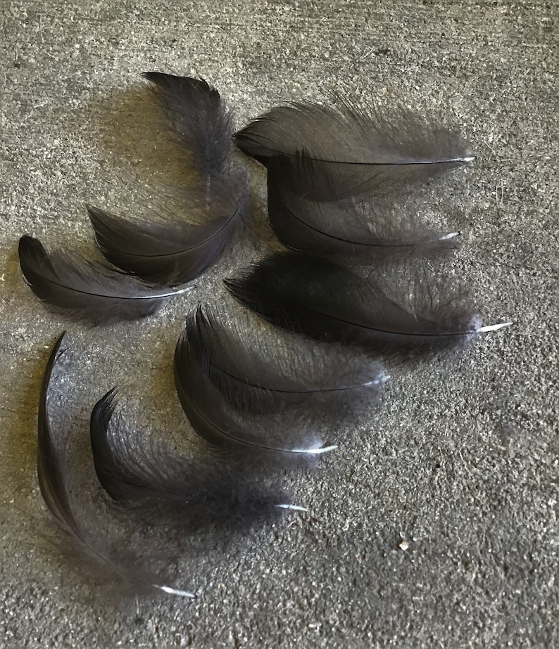 Ethically Sourced Feathers Duck Feathers Black Cayuga Duck Feathers 1 to 2 inch feathers Black Feathers Cruelty Free Duck Feathers