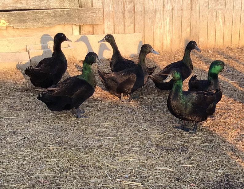 Ethically Sourced Feathers Duck Feathers Black Cayuga Duck Feathers 1 to 2 inch feathers Black Feathers Cruelty Free Duck Feathers