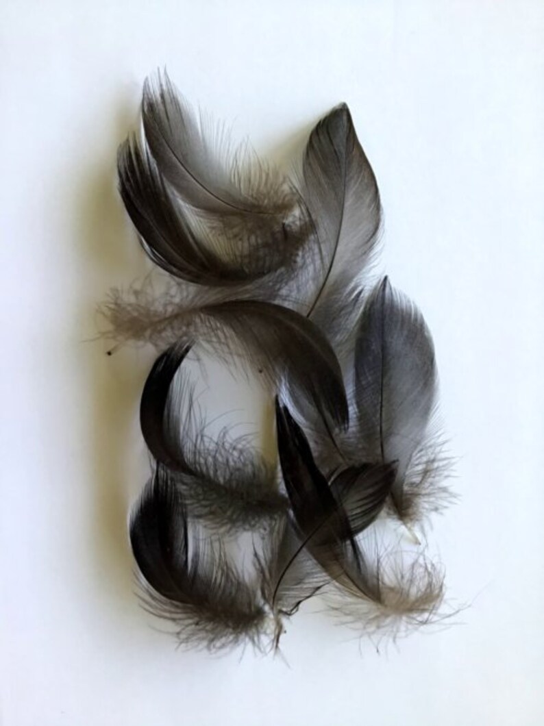 Ethically Sourced Feathers Duck Feathers Black Cayuga Duck Feathers 1 to 2 inch feathers Black Feathers Cruelty Free Duck Feathers