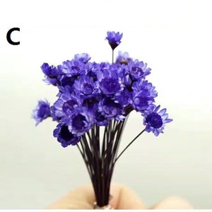 45 pcs mini star daisy,4 colors,real natural dried flowers for Filler of the glass bottles,flower head,Decor Floral Supplies131-51 image 4