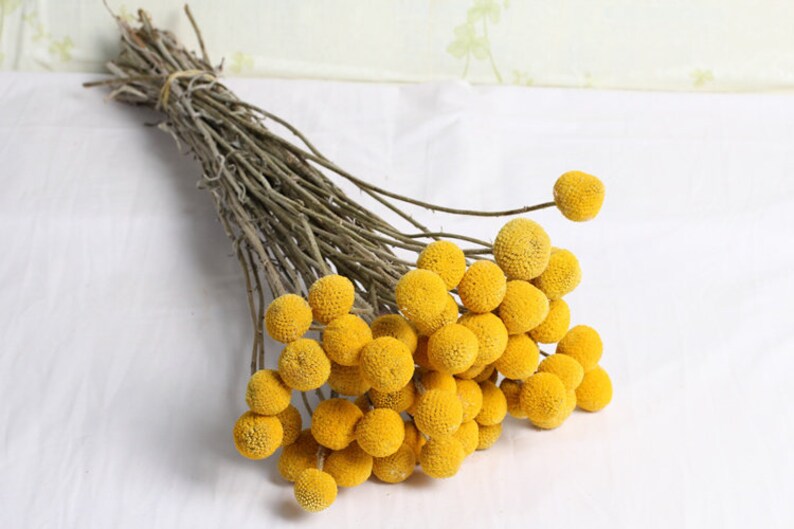 20 pcs gold ball flowerreal natural dried flowers for Filler Etsy
