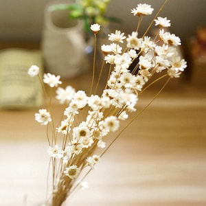 50 pcs mini star daisy,colorful real natural dried flowers for Filler of the glass bottles,Decor Floral Supplies(122-45)