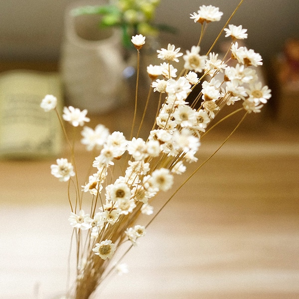 50 stuks mini ster daisy, kleurrijke echte natuurlijke gedroogde bloemen voor Filler van de glazen flessen, Decor Floral Supplies (122-45)