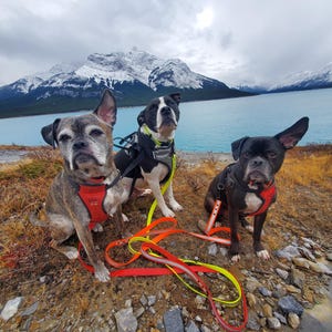 Könnte beinhalten: Drei Hunde mit Geschirren und Leinen sitzen an einem felsigen Ufer mit einem See und schneebedeckten Bergen im Hintergrund. Die Hunde sind eine Mischung aus Rassen mit unterschiedlichen Farben und Markierungen. Leinen sind rot, gelb und orange.