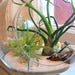 Bulbosa & Aeranthos Bergeri Air Plant Terrarium Orb Kit