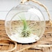 Air Plant Terrarium Orb with Fuchsii V Gracillis