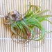 Air Plant Variety Lot (HOLD FOR BRAD)