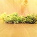 Reindeer Lichen Moss for Terrarium