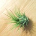 Ionantha Air Plant