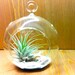 Ionantha Air Plant Glass Hanging Terrarium Orb