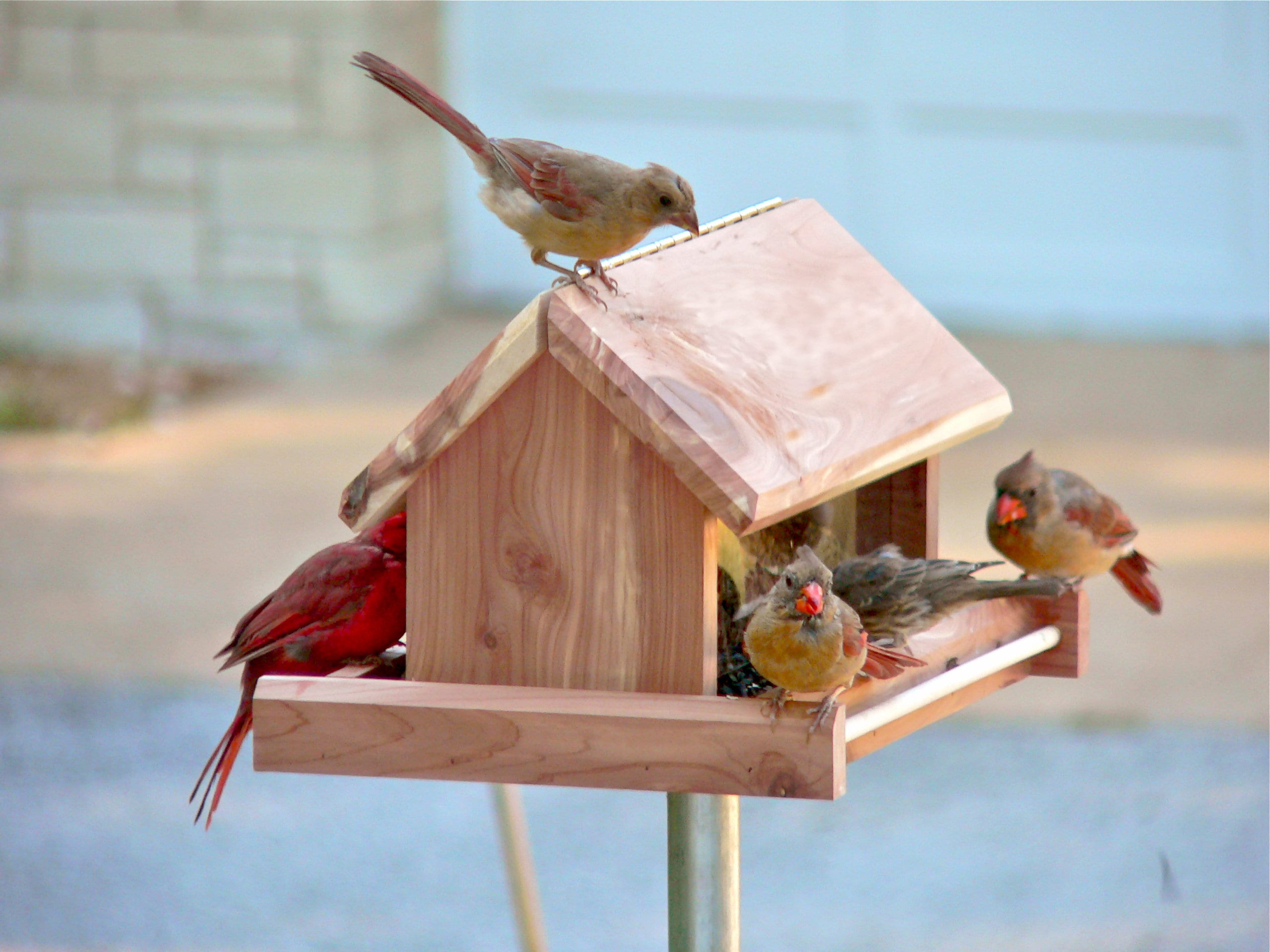 Cardinal Bird Feeder is hand crafted from finely milled aromatic red cedar and hangs from a rust resistant chain.