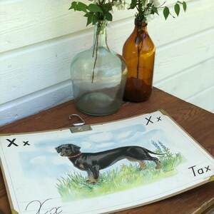 May include: A vintage educational chart featuring the letter "X" and a black and brown dachshund dog. The chart is titled "Tax" and has the letter "X" written in cursive at the bottom. The chart is on a wooden table with two glass bottles and a bouquet of white flowers.