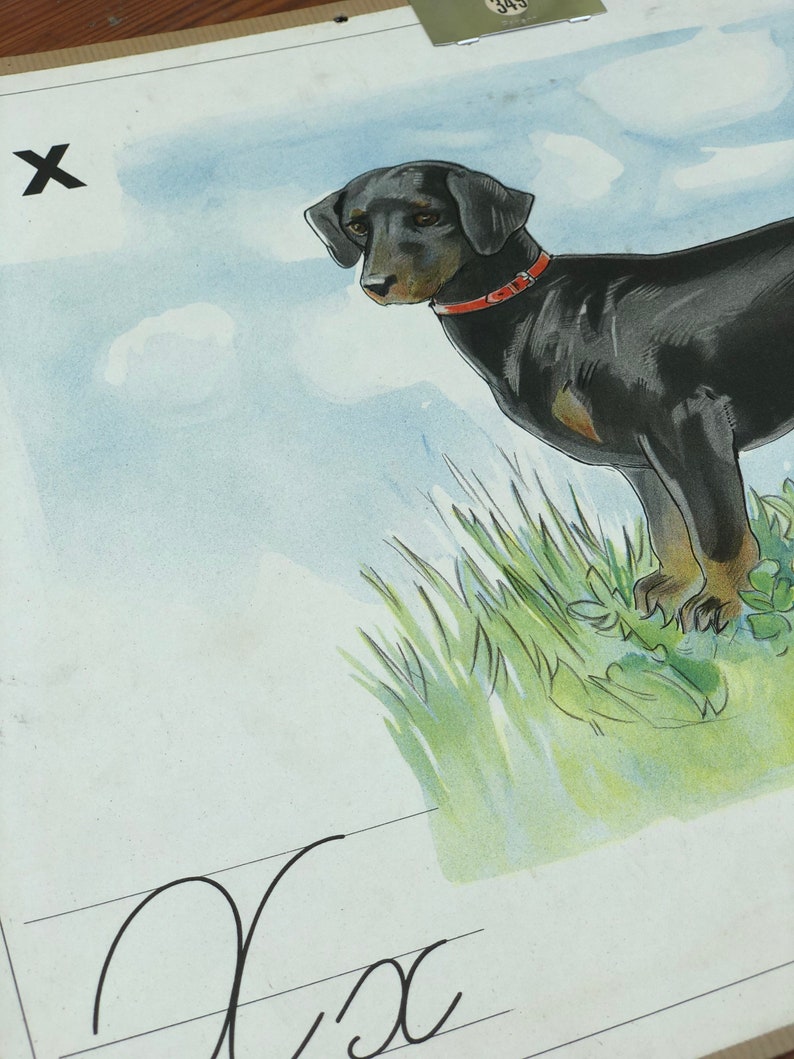 May include: A black and brown dog with a red collar stands in a field of green grass. The letter 'X' is written in black at the top of the image. The letter 'X' is written in cursive on a line below the dog.