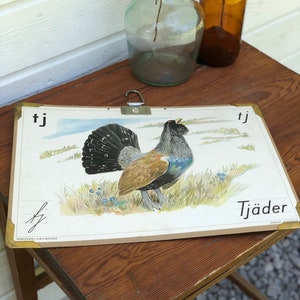 Vintage Swedish school house poster letter illustrations / art poster Tjäder / foul / grouse