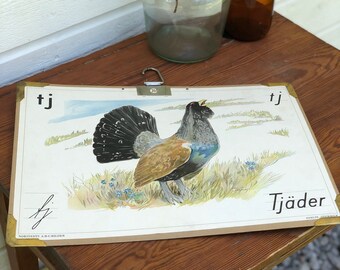 Vintage Swedish school house poster letter illustrations / art poster Tjäder / foul / grouse