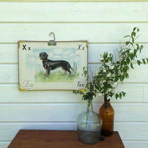 May include: Vintage educational chart featuring a black and brown dachshund dog with the letter "X" and the word "Tax" printed on the chart. The chart is hanging on a white wooden wall with two glass vases filled with white flowers.