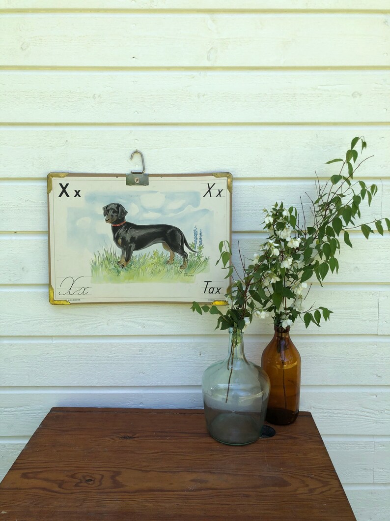 May include: Vintage educational chart featuring a black and brown dachshund dog with the letter "X" and the word "Tax" printed on the chart. The chart is hanging on a white wooden wall with two glass vases filled with white flowers.