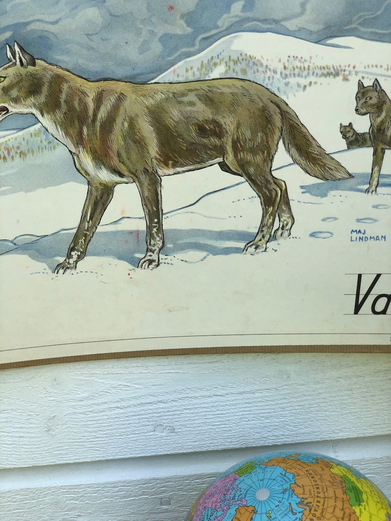 Vintage Swedish school house poster letter illustrations art poster Sweden wolf varg