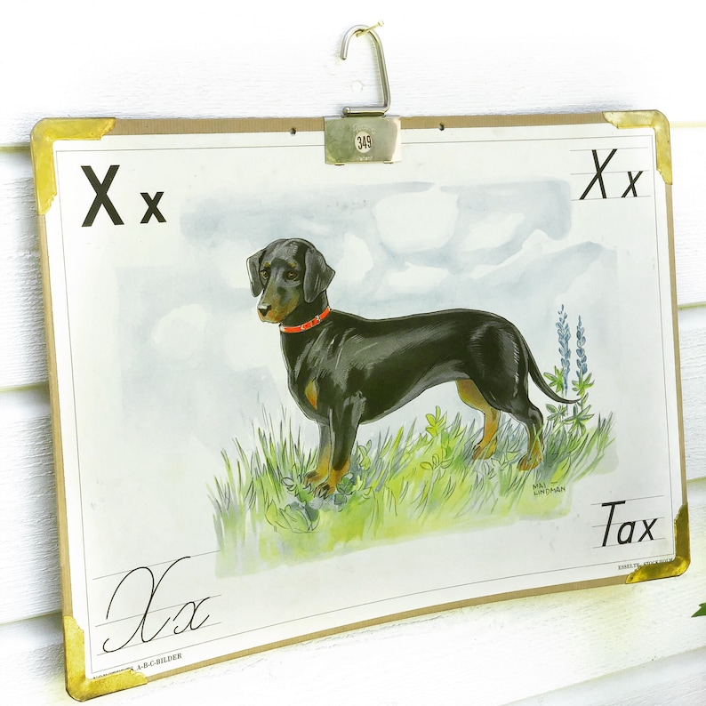 May include: Vintage educational chart featuring the letter "X" and a black and brown dachshund dog. The chart is titled "Tax" and includes the text "X x" and "Xx".